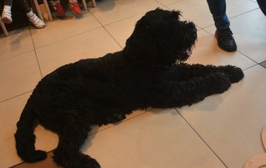 Dogoterapia dla dzieci 23